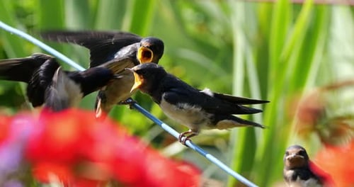 Barn swallows (Hirundo rustica) feeding chicks, Southern France
