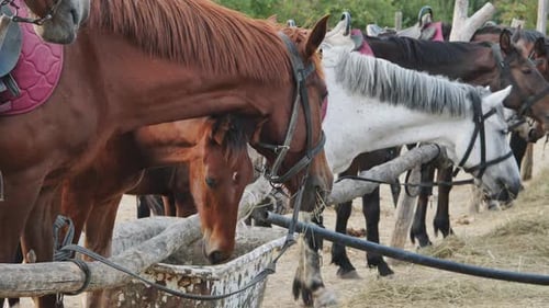 Horses Eating Hay From Trough on Farm