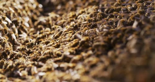 Dense Cluster of Honey Bees in Sunlight