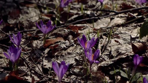 Beautiful purple and blue crocuses. Beautiful meadow with spring primroses.