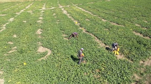 Aerial View Of Workers Working For Melon Harvest In Farmland