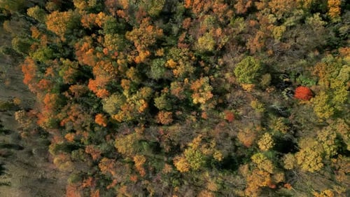 Incredible Colourful Aerial View of Forest at Autumn Over Colorful Fall Trees Top Down Wide View