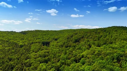 Flight over the lush green forest. Beautiful wooded area on sunny summer day. Drone footage.