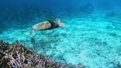 A Side View Of A Sea Turtle Swimming Under The Tropical Blue Ocean. - underwater shot
