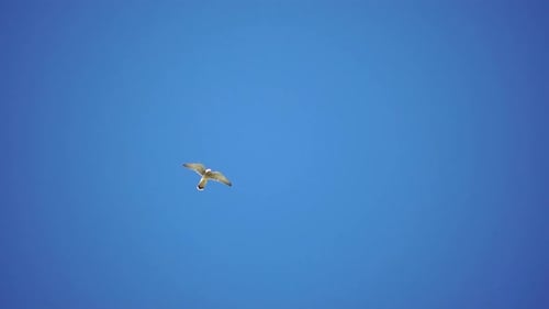 Hawk Flying in a Clear Blue Sky
