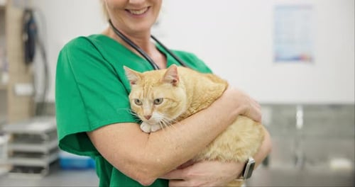 Vet Holds Calm Orange Tabby Cat in Clinic