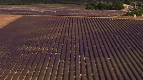 Aerial View of Blooming Lavender Field in Provence
