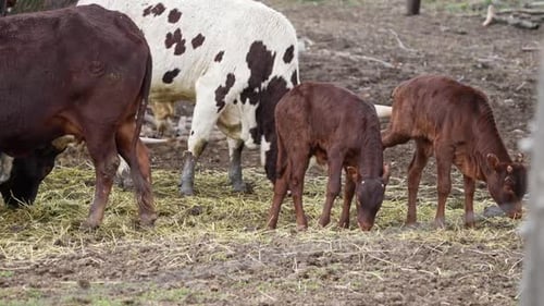 Watusi calves feeding with the adults