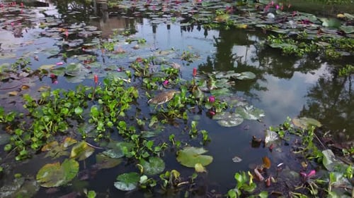 Indischer Teichreiher, der ruhig auf wilden Lilienpflanzen im Süßwasserteich sitzt, Nahaufnahme aus der Luft