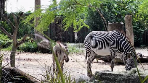 Herbivore grevy's zebra, equus grevyi. Mother zebra walking pass a newborn, feeding on hays and gras