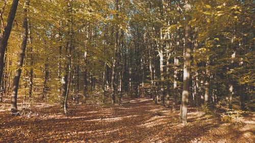 Autumn Forest with Fallen Leaves