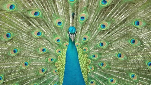 Peacock Bird Spreading Tail Feathers With Colorful Plumage In Zoo Park. Close-up Shot