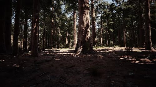 Giant Sequoia Trees at Summertime in Sequoia National Park