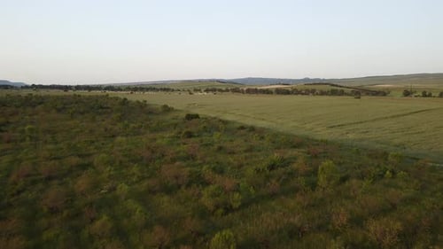 Aerial View on Green Wheat Field in Countryside