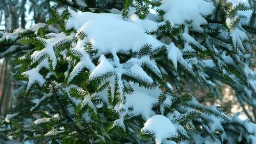 Snow falling from a spruce branch. Slow motion.