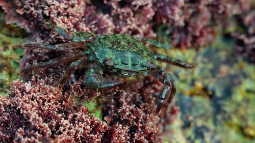 Close up of a green crab crawling over a rocky surface covered in pink coral and marine algae