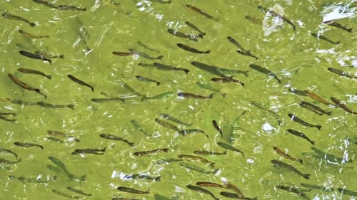 School Of Trout Fish Above Water 1