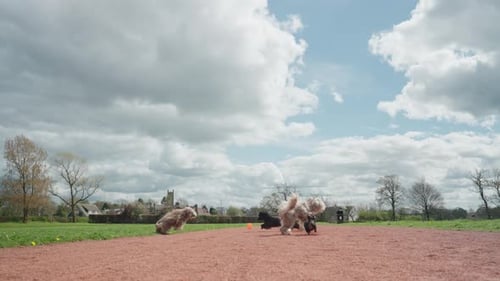 Across the red path they dash with delight, fur flying fast in sunlight