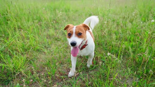 Jack Russell Happy Dog In Grass