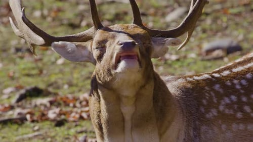 Male white tailed deer buck close up face
