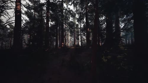 Dark Forest Walk with Sun Rays Through Trees