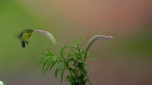 Slow motion video of a hummingbird flying near a flower