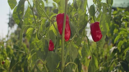 Reife rote Chilischoten wachsen im sonnenbeschienenen Garten