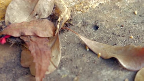 Dry leaves and black ants coming out of their lair. Time-lapse