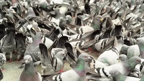 Viele Tauben ernähren sich am Boden