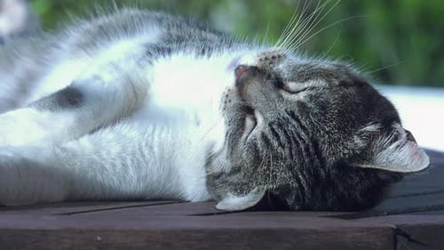 Sleeping Tabby Cat Lying on Back Outdoors