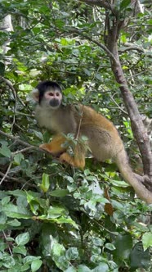 Singe-écureuil bolivien (Saimiri boliviensis) sur une branche d'arbre
