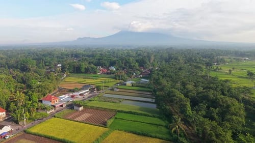 Aerial view of rice fields and houses, indonesia.