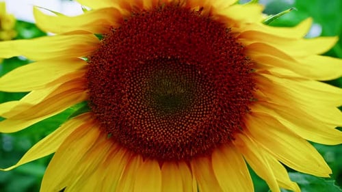 Sunflower Montage Showing Details of a Beautiful Flower Head