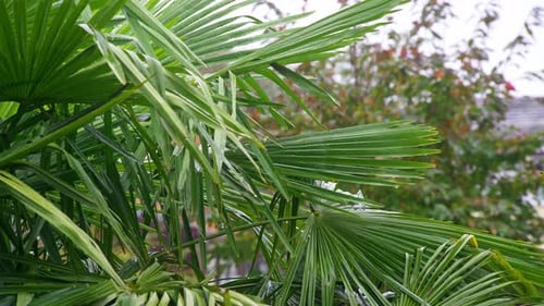 Palm tree leaves blowing in the breeze on a rainy day covered in water drops