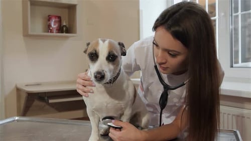 Veterinarian Checking Dog Health with Stethoscope in Clinic