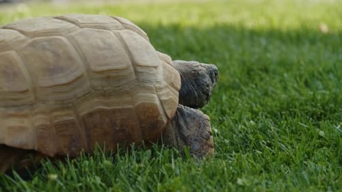 Halifax Zoo CenturyOld Turtle Enjoys Grass During A Calm Outdoor Walk