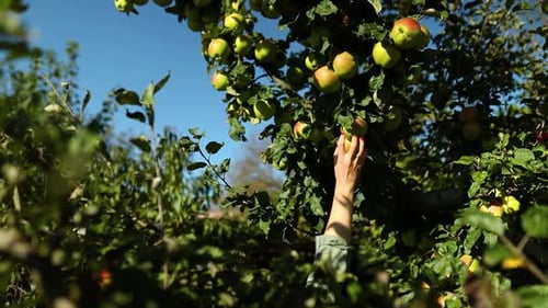 Zeitlupenfrau pflückt einen grünen reifen Apfel vom Baum