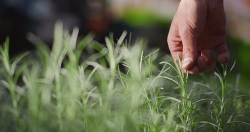 Hand Caring for Green Herbs in a Field