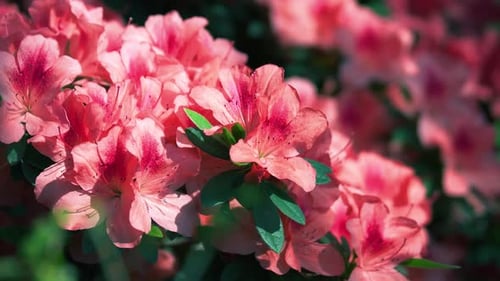 Blooming Pink Flowers in a Lush Garden