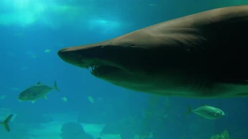 Shark Swimming Underwater with Fish in Ocean
