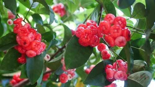 fruit in the forest