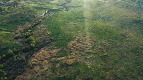 Rays of Light on the Vegetation