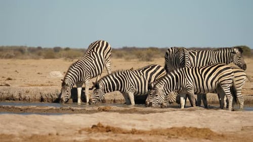 A herd of zebra gather around a small watering hole in Nxai Pan National Park, Botswana.