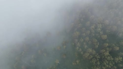 Misty Beech Forest on the Mountain Slope in a Nature Reserve