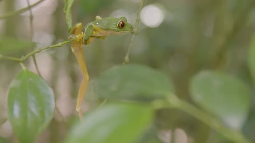 Watch this green frog expertly navigate a thin vine in its natural habitat.