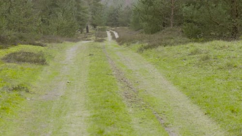 Shot of tyre tracks on dirt road through forest while walking through the woods in Norfolk, Thetford