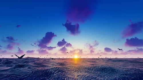 Morning Sea Sunrise Morning Glow And Seagulls Flying Slow Motion