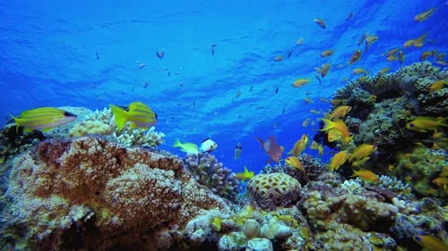 Tropical Underwater Fish Reef
