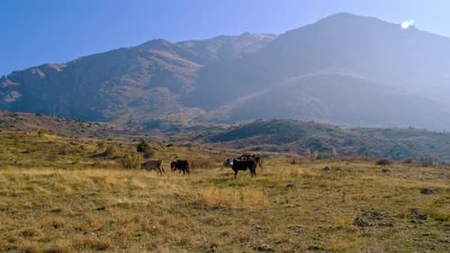Cows are grazing in a field