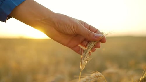 Woman's Hand Touches Wheat at Golden Sunrise